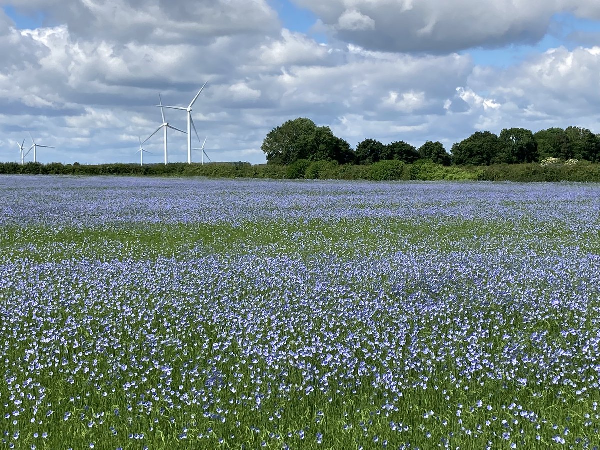brunotdlb's tweet photo. #lin2022 la floraison bat son plein autour de #CrevecoeurLeGrand une pensée particulière ce jour pour ceux qui ont donné leur vie pour notre liberté #6Juin1944 #6juin https://t.co/vTXWQ9DWlH