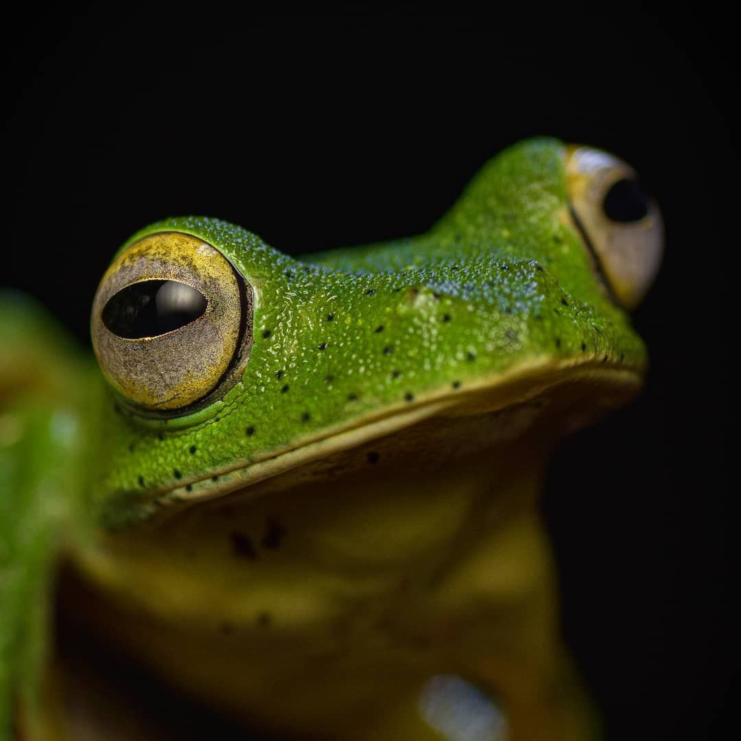 WCSIndia's tweet photo. Malabar gliding frog photographed by Abhishek Salian

#repost #malabarglidingfrog #frogs #westernghats #monsoon #wildlife https://t.co/8qTceFd0Ah