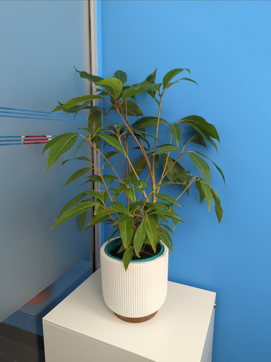 Jeffrey Wilson tweet media