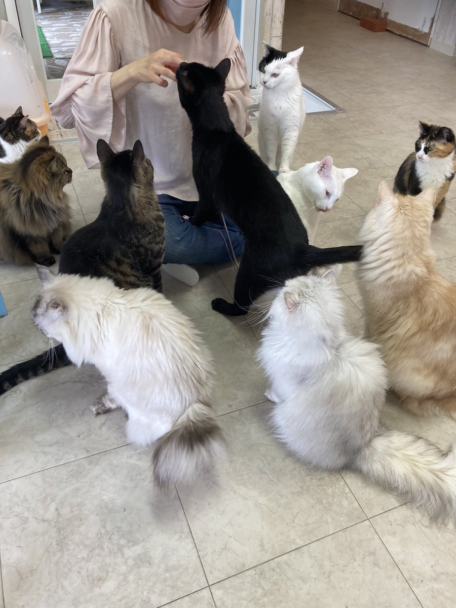 Cafe De Lechat カフェドルシャ 秋田にある猫カフェ 子猫のへや