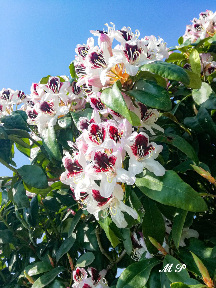 5weet_alpenfee's tweet photo. 🍃🌸🌺🍃Guten Morgen!🍃🌸🌺🍃 https://t.co/HRbuaUw5y7