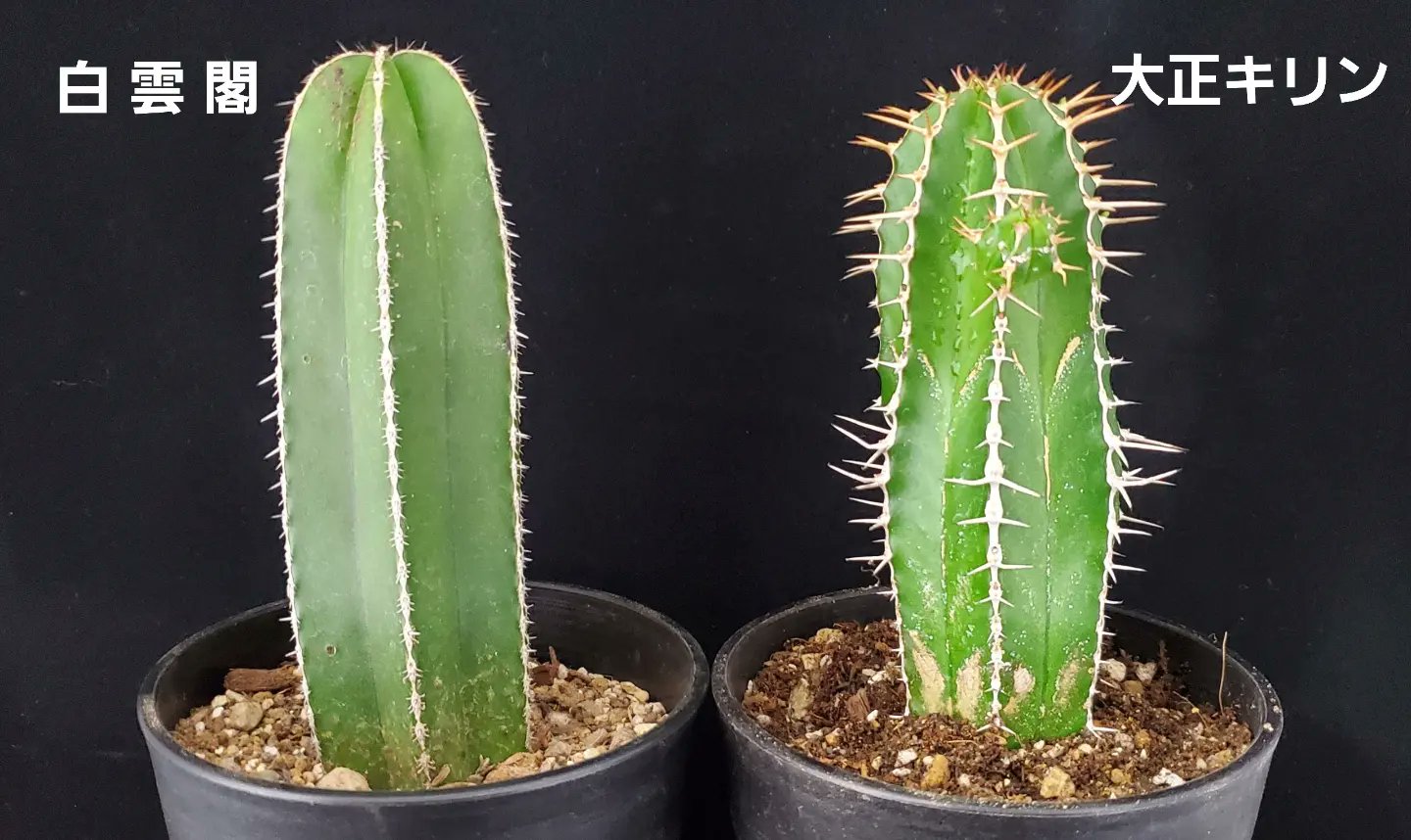σ ヤトロファ パラドクサ 2.5号 (極珍品!) Jatropha paradoxa