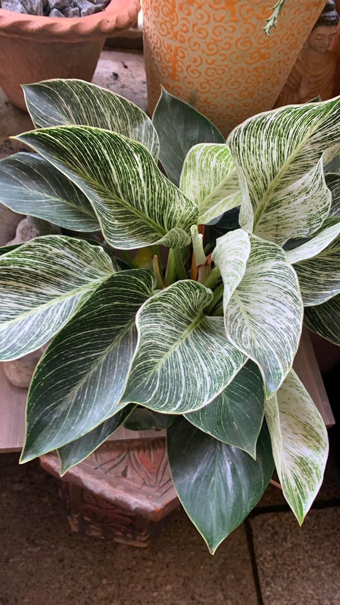 Anitadinesh2's tweet image. Philodendron Birkin are  a new, beautiful philodendron hybrid variety,Birkins do not exist in the wild and came to be because of a rare mutation in the Philodendron Rojo Congo was a spontaneous chimeric mutation,now Birkin are produced via tissue culture. youtu.be/9E7b2oSKWkU