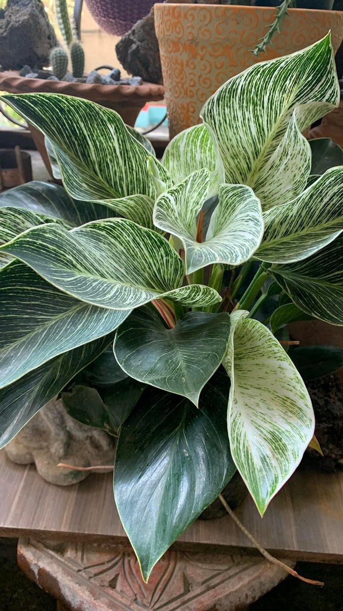 Anitadinesh2's tweet image. Philodendron Birkin are  a new, beautiful philodendron hybrid variety,Birkins do not exist in the wild and came to be because of a rare mutation in the Philodendron Rojo Congo was a spontaneous chimeric mutation,now Birkin are produced via tissue culture. youtu.be/9E7b2oSKWkU