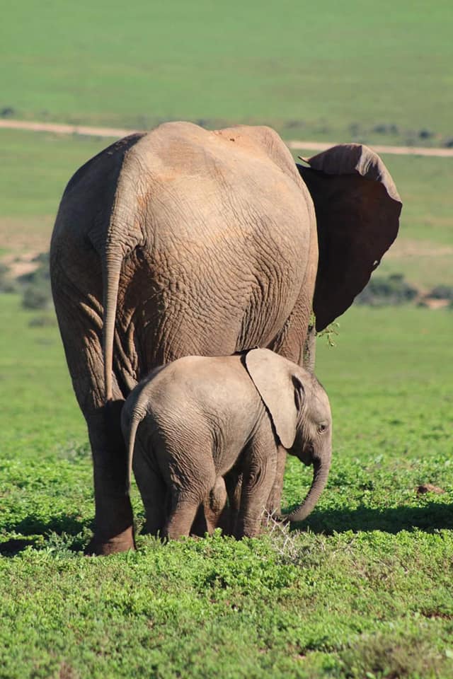 SANParksAENP's tweet photo. Mommy and me Monday. 🐘���📸Sally Margaret Rush Knight #AddoElephantNationalPark #AmazingAddo #ECYours2Explore #LiveYourWild @SANParks https://t.co/Oq81KxUEFl