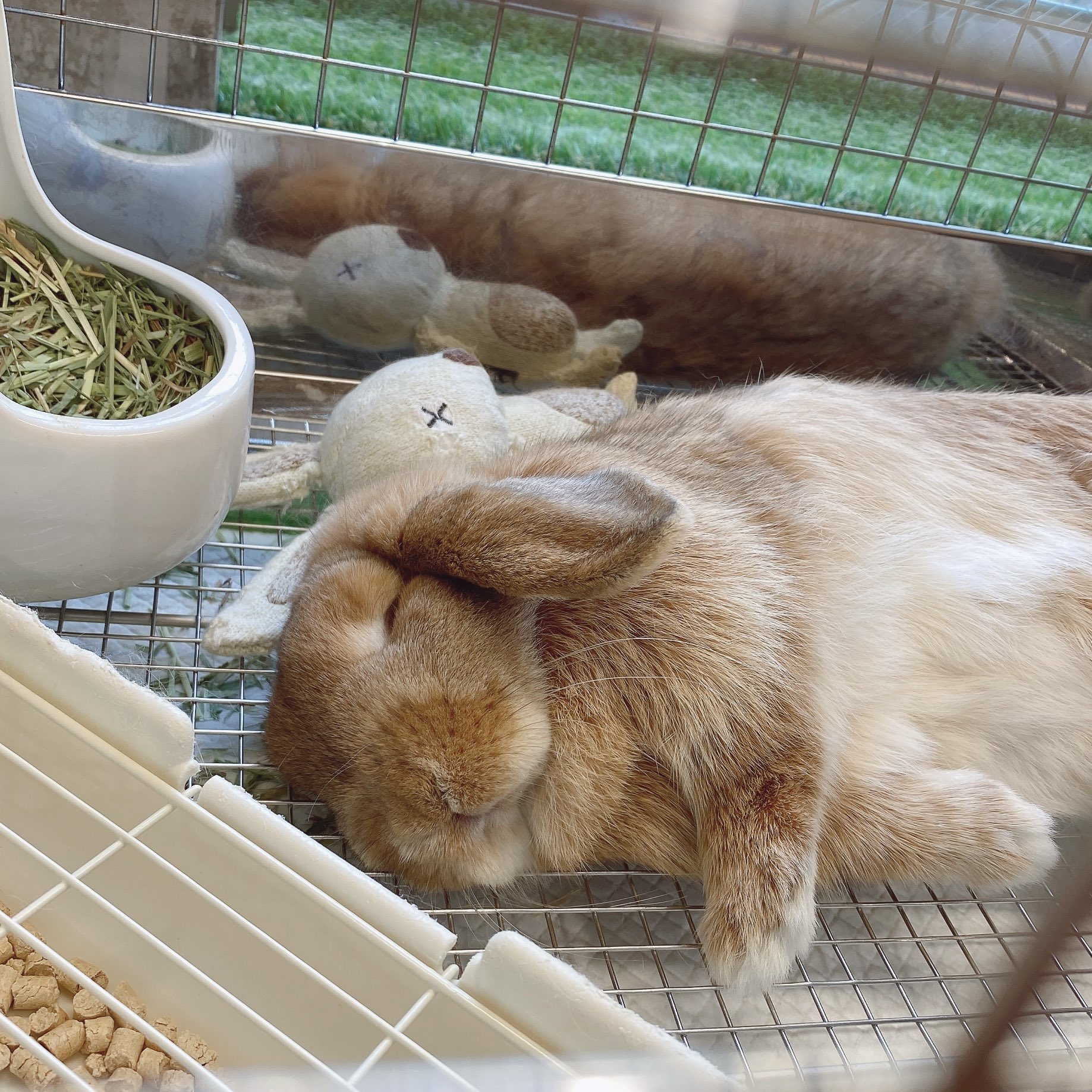 تويتر うさぎのしっぽ柴又店 على تويتر ぬいぐるみさんとお昼寝 うさぎのしっぽ うさぎのしっぽ柴又店 ホーランドロップ うさぎのいる暮らし 熟睡 可愛い たまにお口もぐもぐしてる どんな夢見てるのかな Rabbit T Co Lyttbqjntc تويتر うさぎのしっぽ柴又店 على تويتر ぬいぐるみさんとお昼寝 うさぎのしっぽ うさぎのしっぽ柴又店 ホーランドロップ うさぎのいる暮らし 熟睡 可愛い たまにお口もぐもぐしてる どんな夢見てるのかな Rabbit T Co Lyttbqjntc