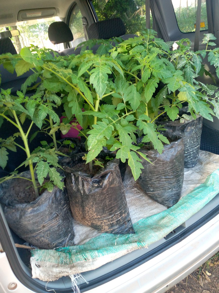 Slay Farmer😍 tweet media