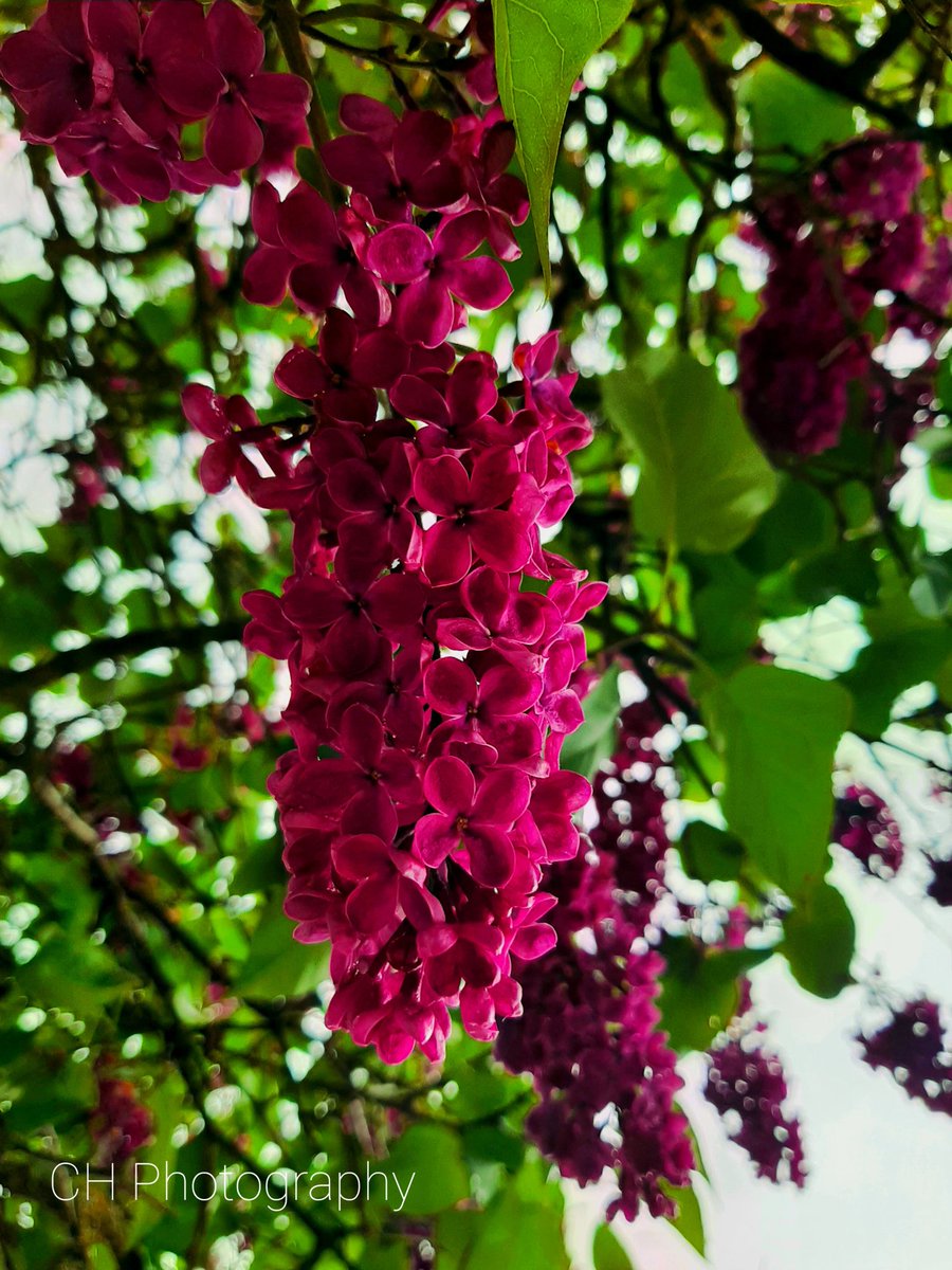 CHandywork's tweet image. #lilac #spring #blooms #trees #creationist #genesis #literalcreation #creation #outdoors #outdoorphotography #naturelover #nature #flowers #naturephotos #naturephotographer #naturephotography #sandpointidaho #idaho #idaholife #idahophotography