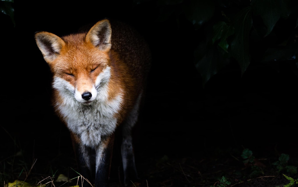 ChrisGPackham's tweet photo. Out of the hedgerow shadows , a beauty . #FoxOfTheDay by Julie Levere ( @leverephoto on Twitter ) https://t.co/9Br8ysL6gV