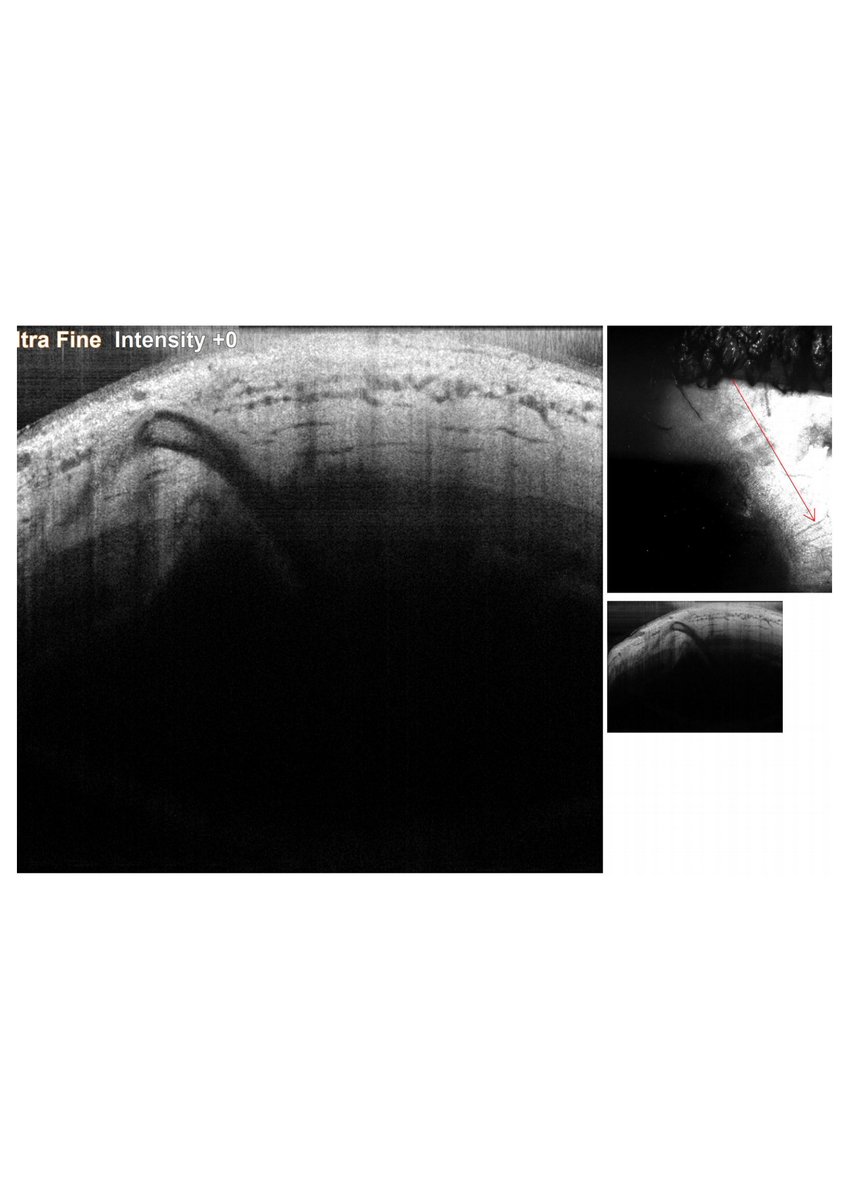 Diana Epstein tweet media