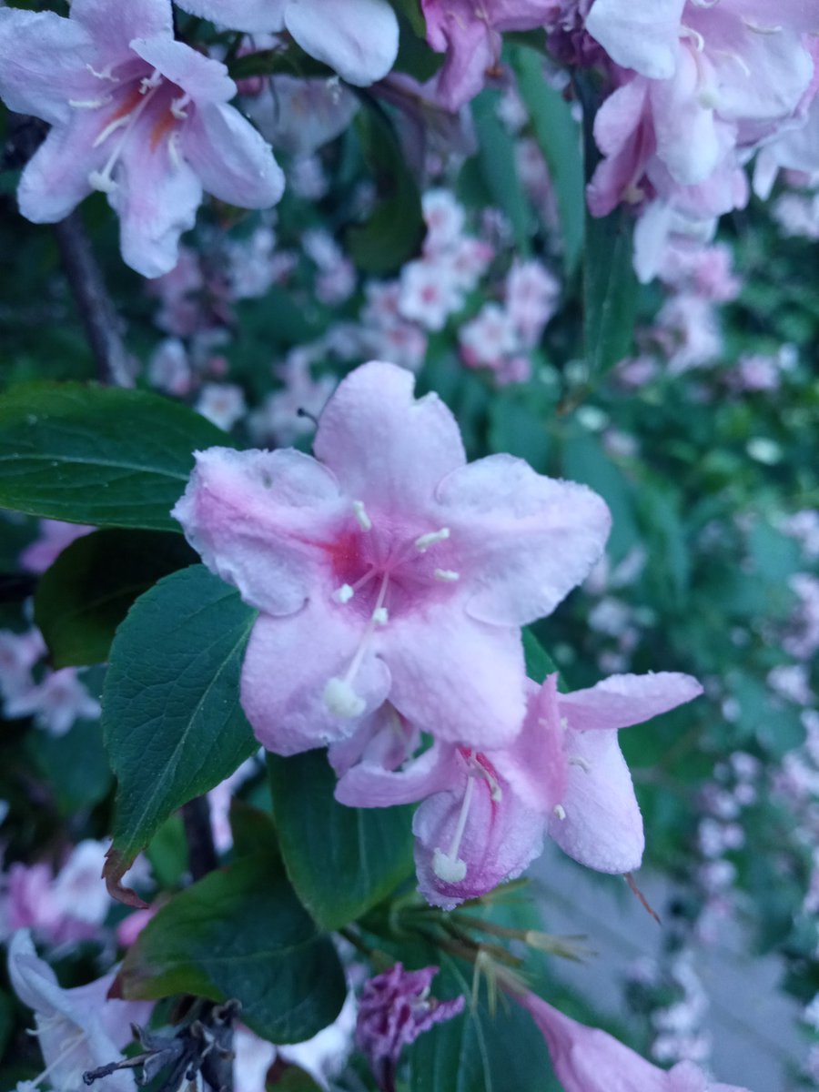 MarcinZenko's tweet image. Aniołki Zygmunta 😇😇😇😇😇