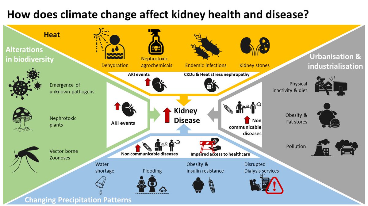 GeorgeInstIN's tweet photo. #WorldEnvironmentDay 

#ClimateChange impacts #kidneyhealth in many ways like #WaterScarcity,#GlobalHeating &amp; changing #Biodiversity. 

Read our paper (👉https://t.co/CViet71Zc0) to know more.
@aakashshingada https://t.co/eoWXLcIhJl