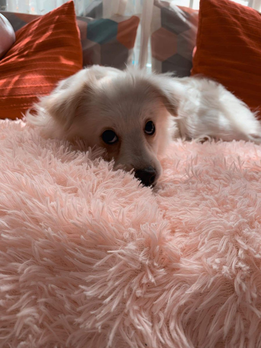 my entry for the Pet contest!
#DeFiPets <a href="/defi_frens/">DEFI FRENS</a>