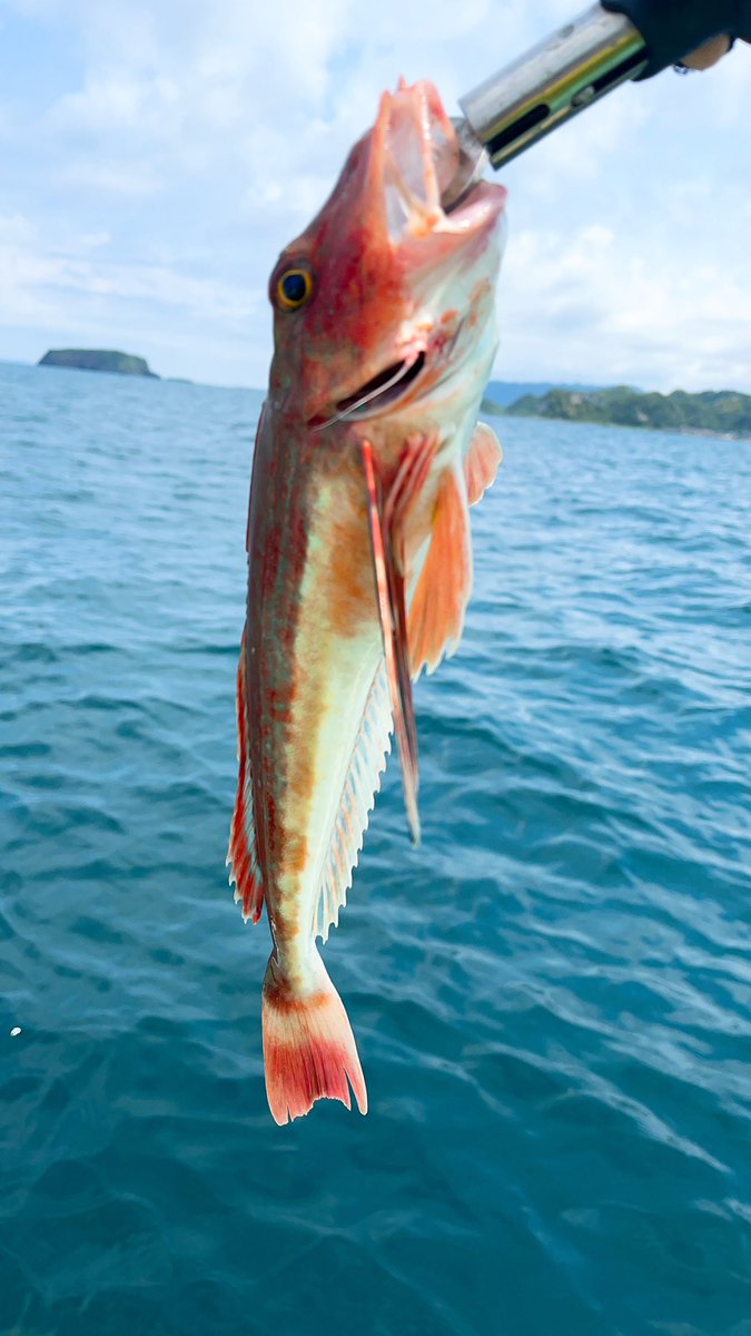 angler__YU's tweet photo. 初のオフショアに行ってきた🎣
魚探に反応があっても狙いの魚は釣れず、、奥が深いと思いました😅普段サーフで釣りしてる俺には新鮮で楽しかったです🤣🤣🎣
また必ずリベンジしたい😎

#SLJ
#R_SARDINE
#F_SARDINE https://t.co/0Hscx0Gi0d