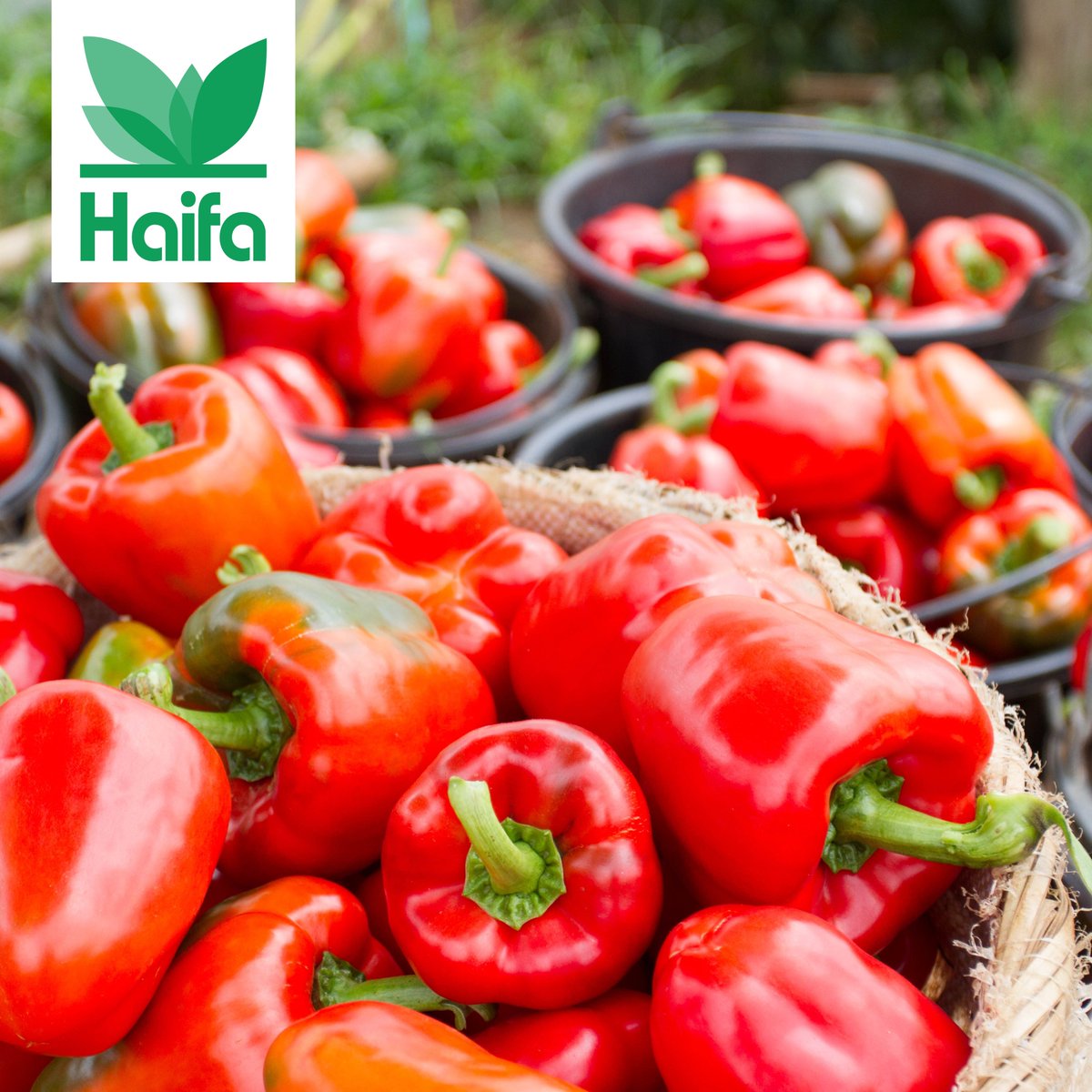 What is needed to grow bell pepper with great taste and reach nutritional value? 
Empower your pepper yield with complete nutrition based on Poly-Feed™. 
Click to learn how to do it: bit.ly/3x89qiG