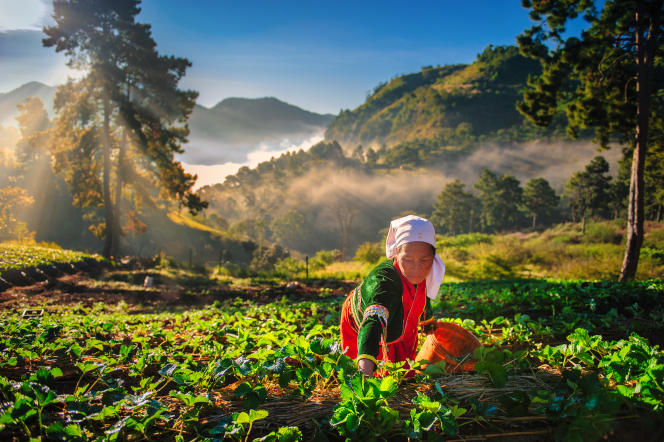 Nouveaux sites reconnus par l’<a href="/UNESCO_fr/">UNESCO en français</a> , interdiction des plastiques à usage unique dans les 155 parcs nationaux, #joyaux préservés par de nouvelles régulations… La #Thaïlande accélère le déploiement d’un #tourisme #durable et résilient !

lemonde.fr/le-tourisme-re…