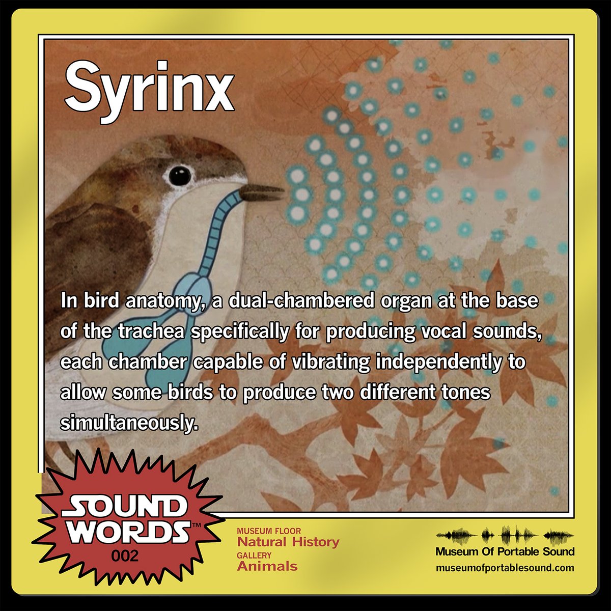 museumsound's tweet photo. #SoundWords no. 2:

002: Syrinx
In #bird #anatomy, a dual-chambered organ at the base of the trachea for producing vocal sounds, each chamber capable of vibrating independently allowing some birds to produce two different tones simultaneously.

#syrinx #birdsong #animallanguage https://t.co/ZSkC6d1gqP