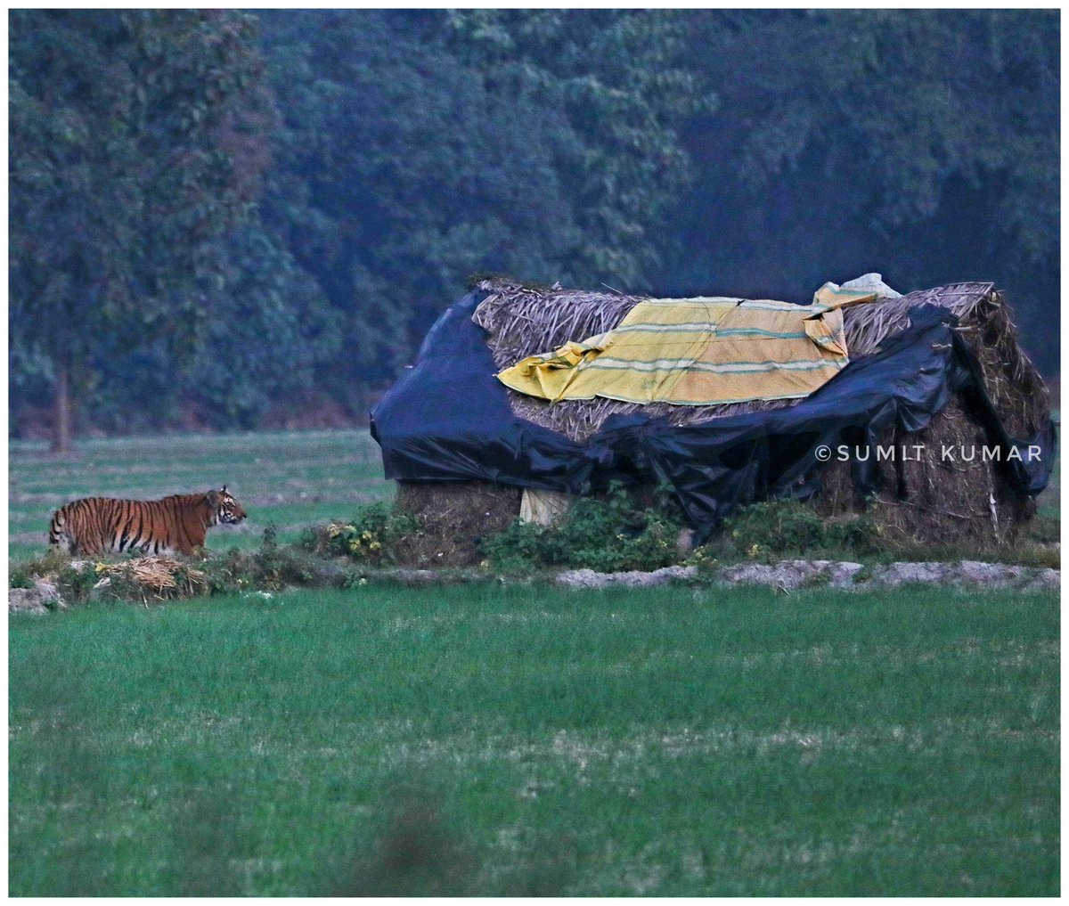 ये पीलीभीत है

#canon5dmarkiv #canon #Tiger #indiaphotoproject #canonphotography #canonindia #photojournalism #wildlife #wildlifeplanet #naturelovers #wildlifeonearth #pilibhit #PilibhitTigerReserve