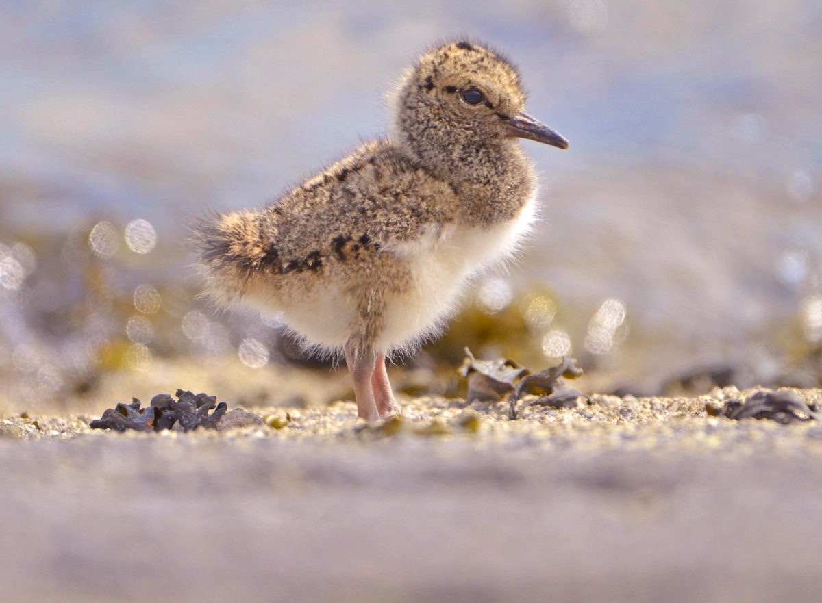 Een #scholeksterpulletje scharrelt langs de vloedlijn #Waddenzee