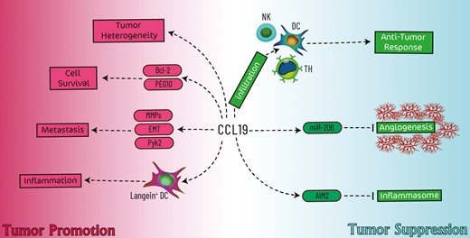CEIjournal's tweet photo. Does #CCL19 act as a double-edged sword in #cancer development?
This review sheds light on the homeostatic chemokine CCL19 & its multifarious functions in cancer diagnosis, prognosis & even therapy 🔗https://t.co/OJI2Cd7QXr https://t.co/6ndyxBZ989