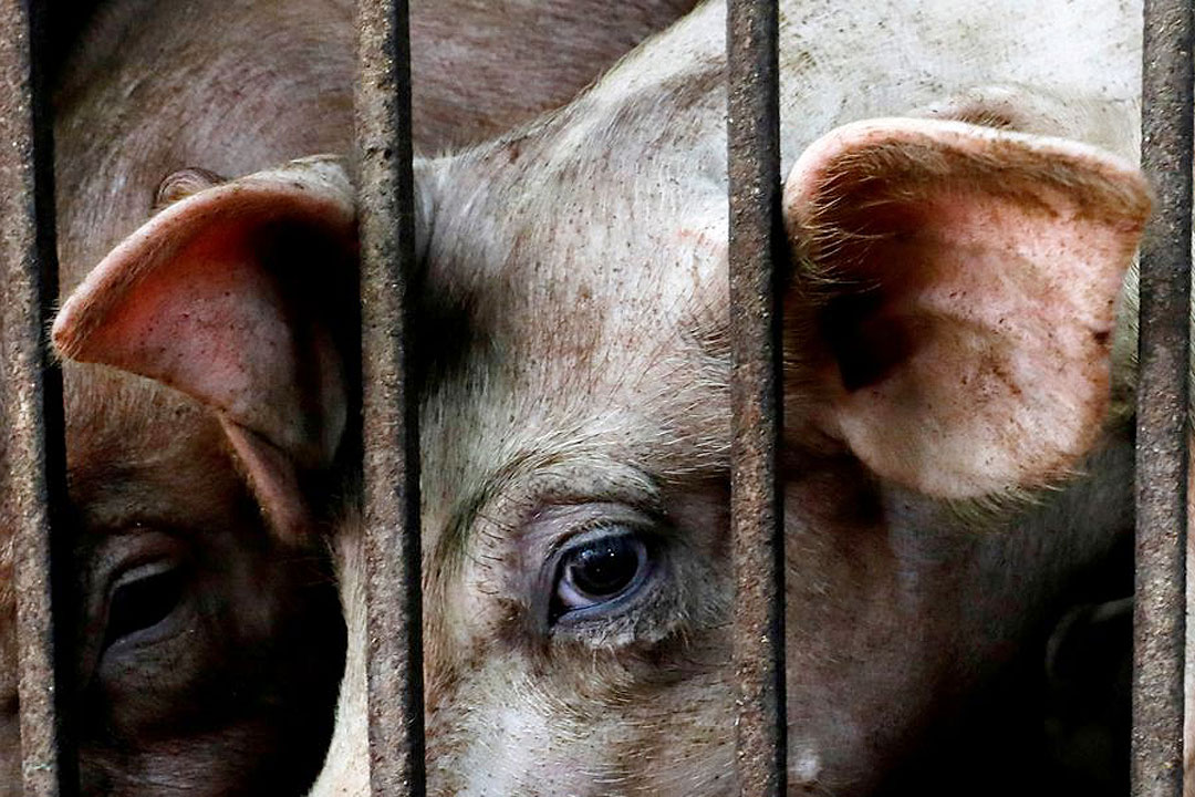 bworldph's tweet image. Vietnam said it successfully developed a vaccine to administer to pigs to fight African Swine Fever, with the aim of becoming the first country to commercially produce and export it. 

READ: zcu.io/smNE