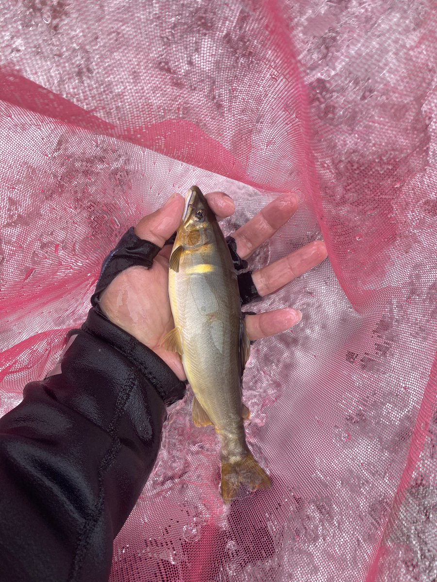 かっちゃん@鮎釣師 tweet media