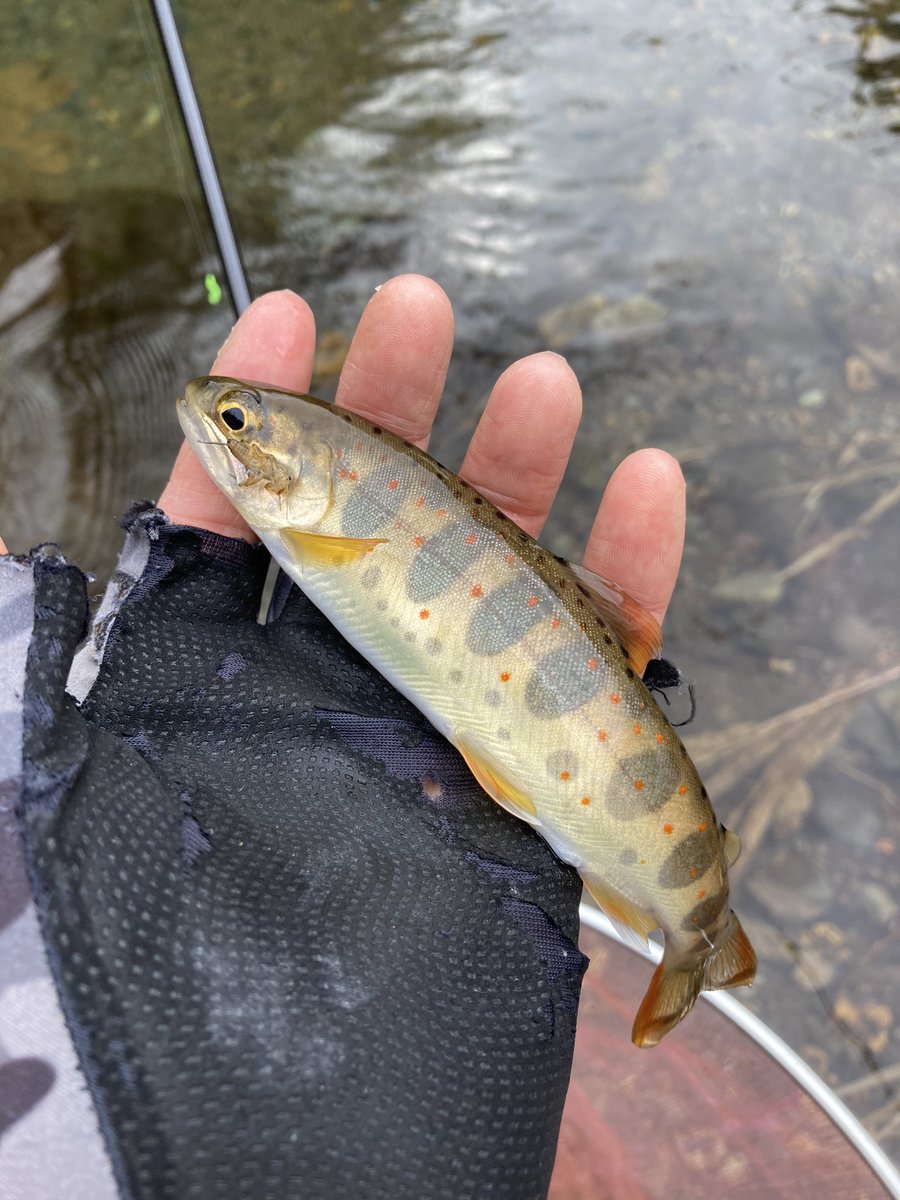 かっちゃん@鮎釣師 tweet media