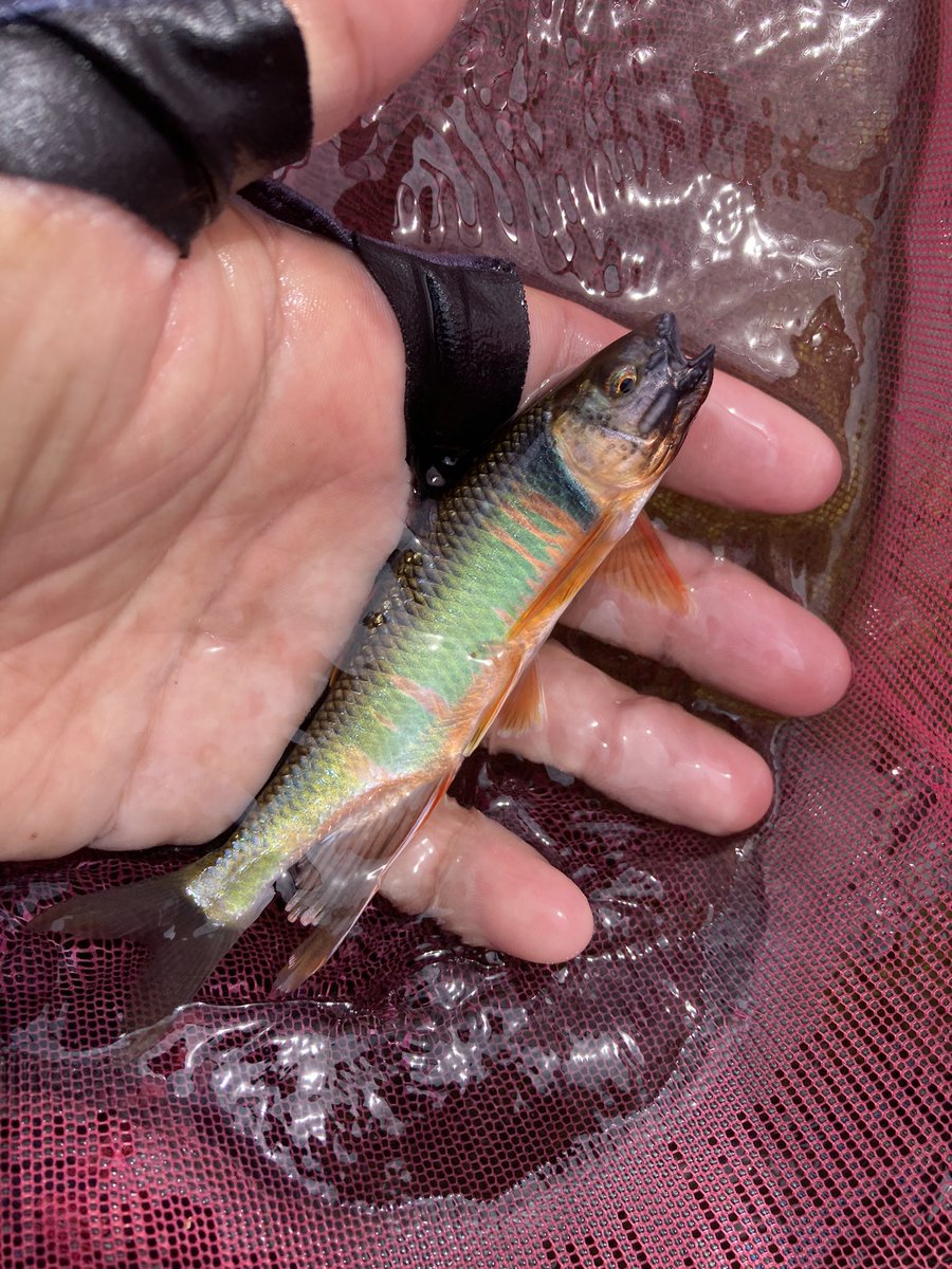 かっちゃん@鮎釣師 tweet media