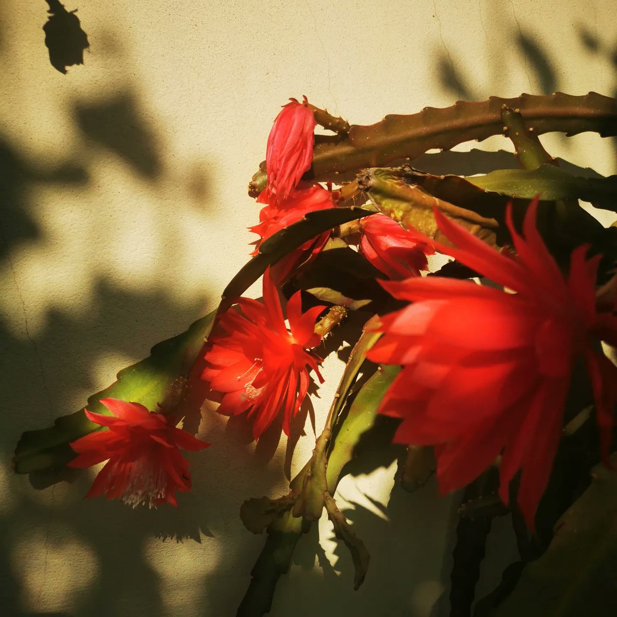 EarthCitisen's tweet photo. Grandma's garden, the space that charges me with energy, like no other.

#travel #Romania #wanderlust #TravelTips #photographer #pilgrimage #pilgrim #traveller #photography #garden #gardendesign #gardening #gardeninspiration #SaveSoil #savetheplanet #savesoilsaveenvironment https://t.co/5fLPsFiKLM