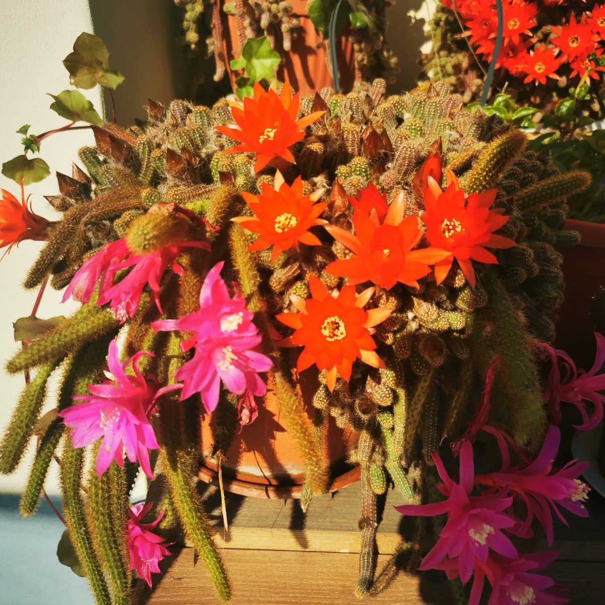 EarthCitisen's tweet photo. Grandma's garden, the space that charges me with energy, like no other.

#travel #Romania #wanderlust #TravelTips #photographer #pilgrimage #pilgrim #traveller #photography #garden #gardendesign #gardening #gardeninspiration #SaveSoil #savetheplanet #savesoilsaveenvironment https://t.co/5fLPsFiKLM