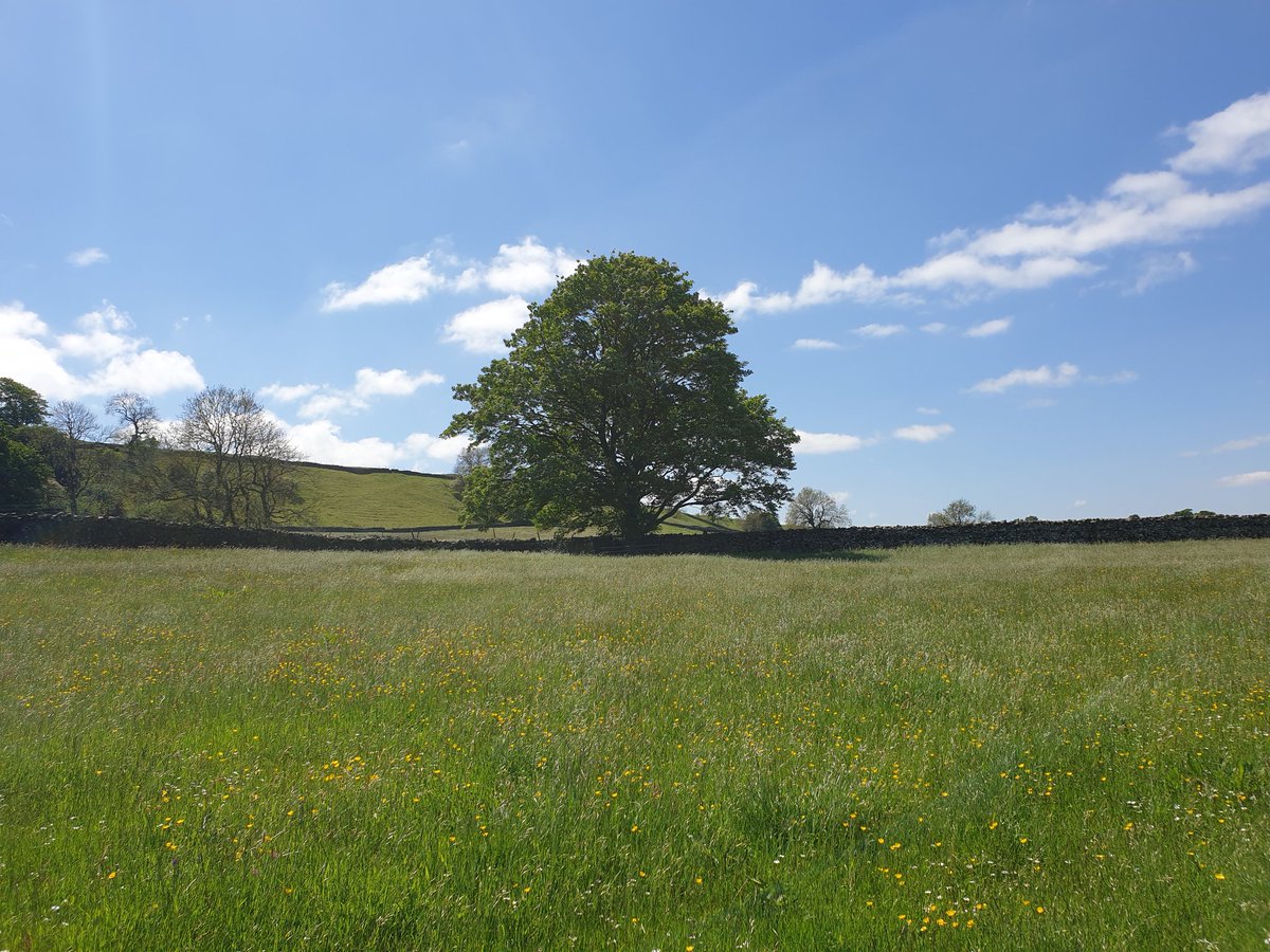 Good morning Monday and to everyone. Hope UK peeps enjoyed the #JubileeWeekend. A collection of #trees around #ThorntonRust #YorkshireDales in all their splendour. Lovely to see new growth abound, especially buttercup &amp; clover laden meadows &amp; wild flowers hedgerows.
Happy Monday!