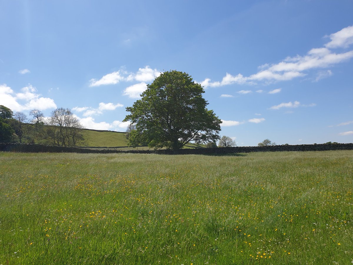 Good morning Monday and to everyone. Hope UK peeps enjoyed the #JubileeWeekend. A collection of #trees around #ThorntonRust #YorkshireDales in all their splendour. Lovely to see new growth abound, especially buttercup & clover laden meadows & wild flowers hedgerows.
Happy Monday!