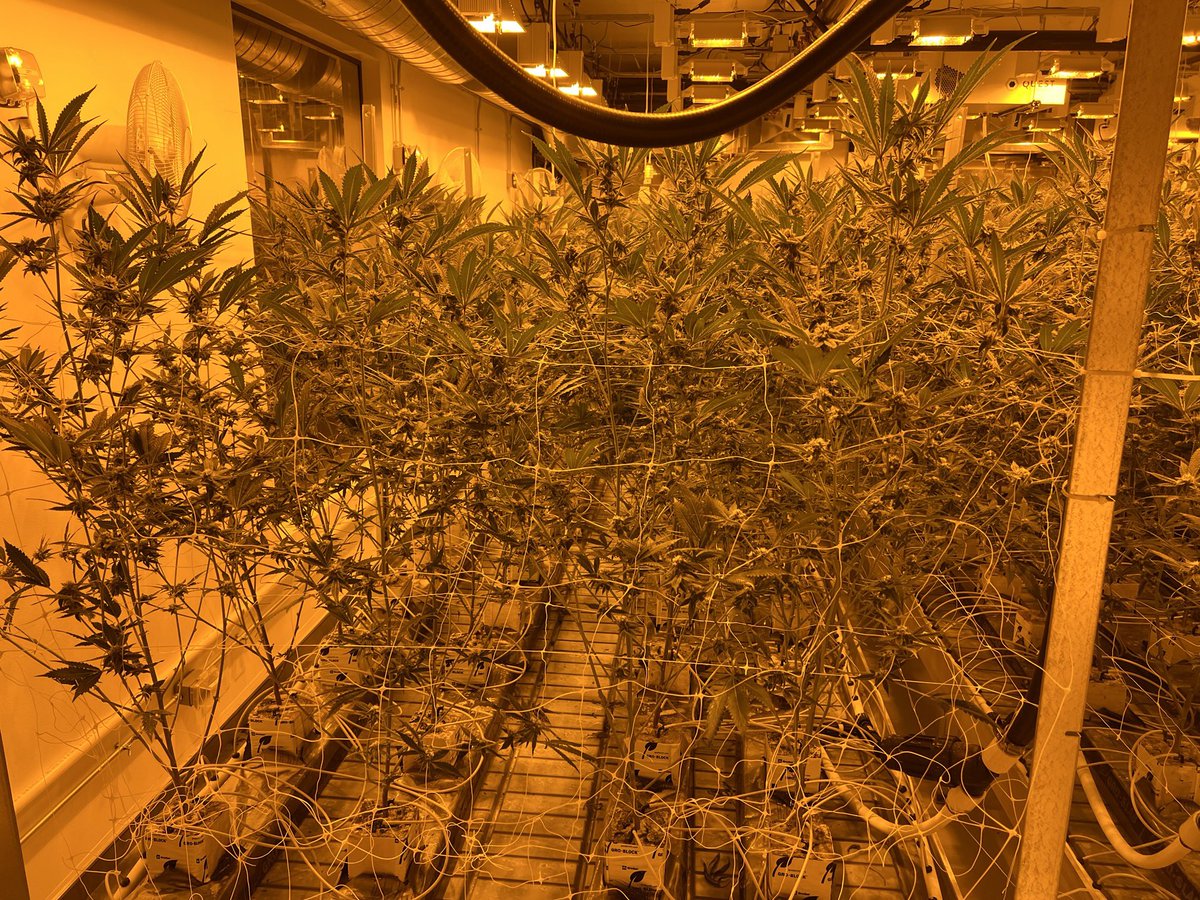 sandspeeder's tweet photo. @LOUDse7en passed out so I’m tweeting this for him… “this is where we are in the r&amp;d room. Hope you enjoy the #redbullz it’s confirmed we’ve got 60 lbs. of extremely large #marijuana #gaia #nugs” #cannabis @DAOofCannabis https://t.co/bnpDGnyo6j