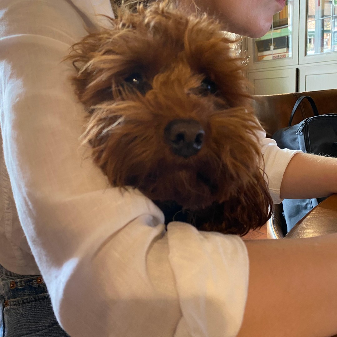 kenilworthspub's tweet photo. Bring your laptop and your furry office assistant to the Virgins &amp; Castle! 🐶

For £15 you can get a plug socket, unlimited tea, coffee and water, and a meal from our lunch menu with our #PubDesk 💻

We'll also make a fuss of your furry friend! (no extra charge) 😍

#DogFriendly https://t.co/2aEzSrqwLc