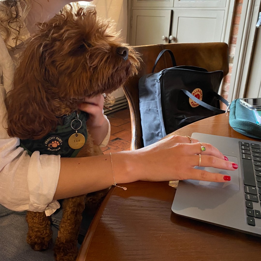 kenilworthspub's tweet photo. Bring your laptop and your furry office assistant to the Virgins &amp; Castle! 🐶

For £15 you can get a plug socket, unlimited tea, coffee and water, and a meal from our lunch menu with our #PubDesk 💻

We'll also make a fuss of your furry friend! (no extra charge) 😍

#DogFriendly https://t.co/2aEzSrqwLc