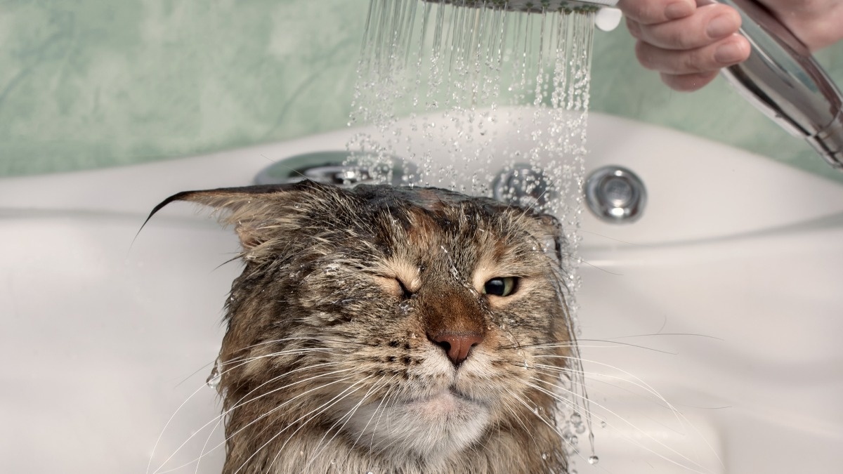 Кошка моется часть