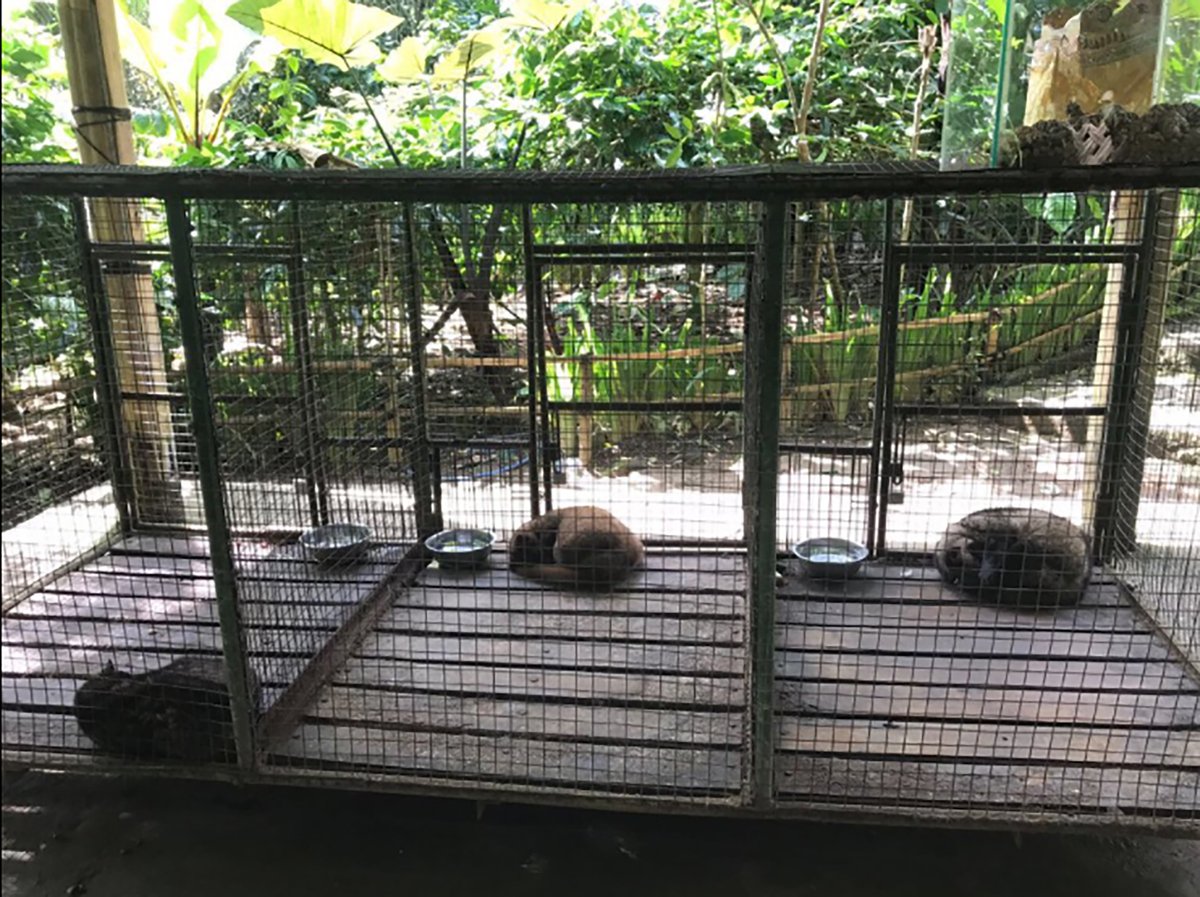 jes_hooper's tweet photo. "Cat-Poo-Chino & Captive Wildlife: Tourist Perceptions of Balinese Kopi Luwak Agrotourism" available now Open Access with the @asi_org
I hope my paper will help inform holiday makers of the cruelty of kopi luwak tourism. https://t.co/8z4sVzQolx #civets @IUCNssc #smallcarnivore https://t.co/KFcWkcZ9gL