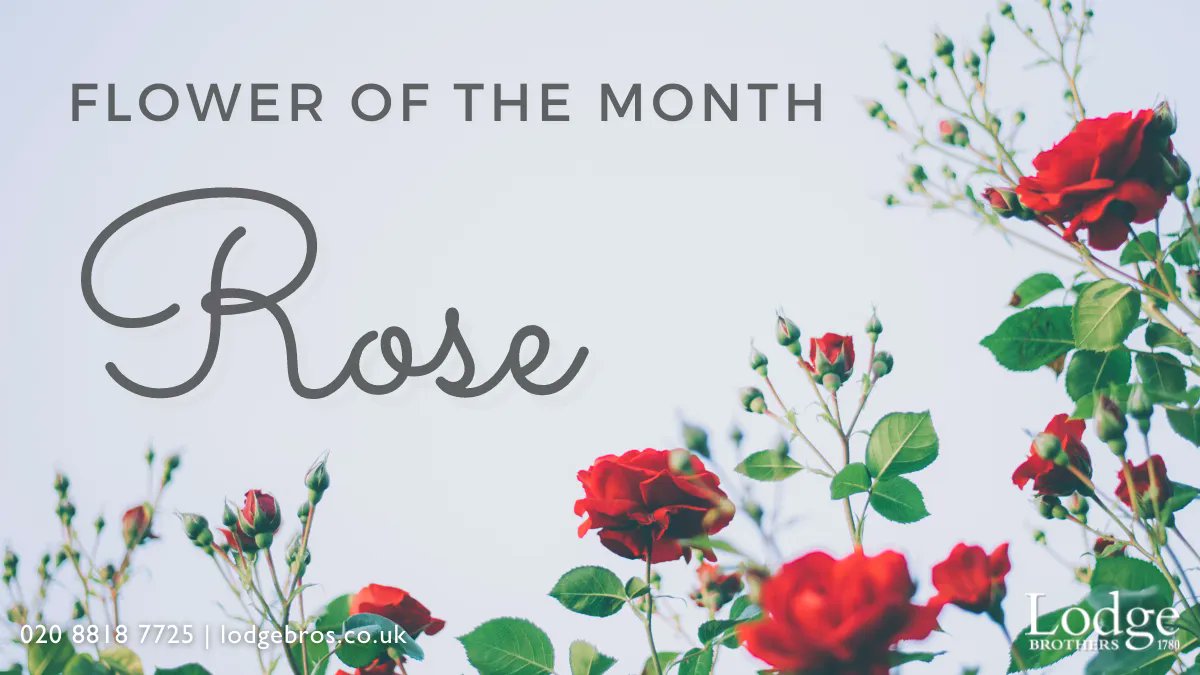 Lodge Brothers tweet media