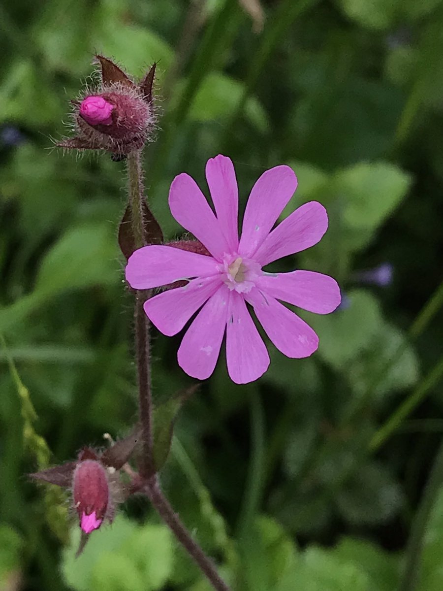 ALightTouchLtd's tweet photo. Did the walk of shame back from school this morning! Inset Day failed to make my diary! So my weekend extends a further day! What to do? Well a walk in the woods perhaps? Tree ring counting perhaps? Learning to ID our wildflowers perhaps? Defo gonna be wild! #dayoff #30DaysWild https://t.co/vwV1dsx6sX