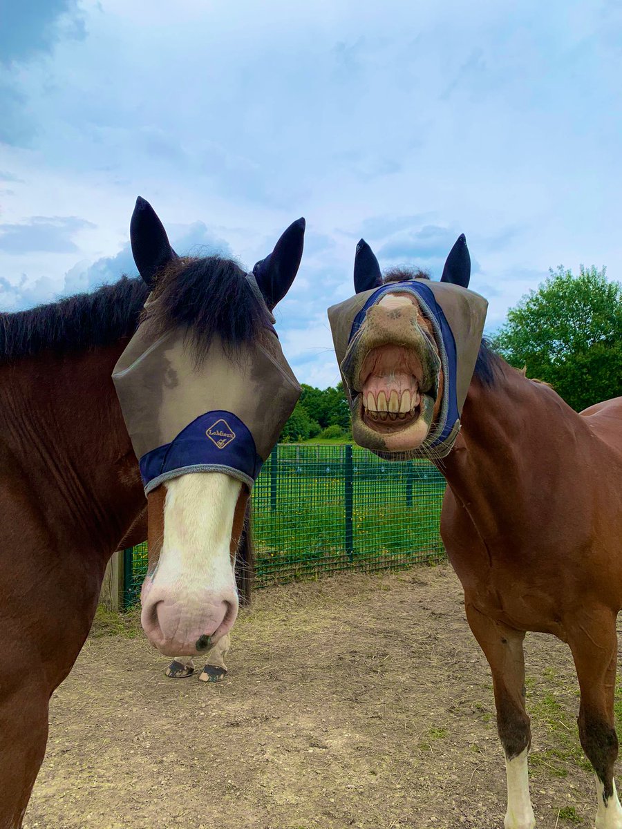 Happy Monday everyone! We hope you all enjoyed your bank holiday weekend! Ph Ledston certainly did! 🇬🇧 #Jubilee #JubileeWeekend #weekendvibes #wyphorses #happyhorse