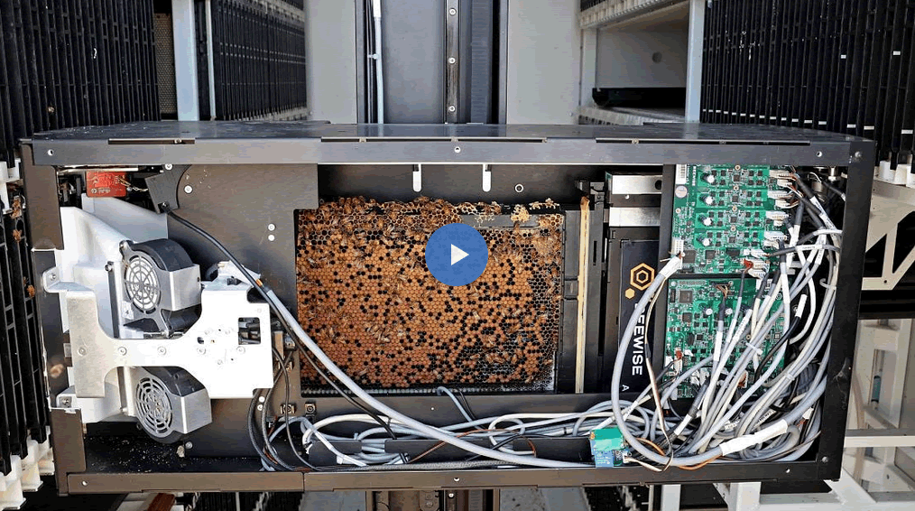 NaturalApiary's tweet photo. Are robot beekeepers the secret to saving the vital pollinators?

"Sometimes a beekeeper takes several months to realise a problem. With the robot, it can deal with the problem in real time, this reduces the mortality of the bees." By Doloresz Katanich 

https://t.co/yCi7WJkrq8 https://t.co/qsvKtVDDAg