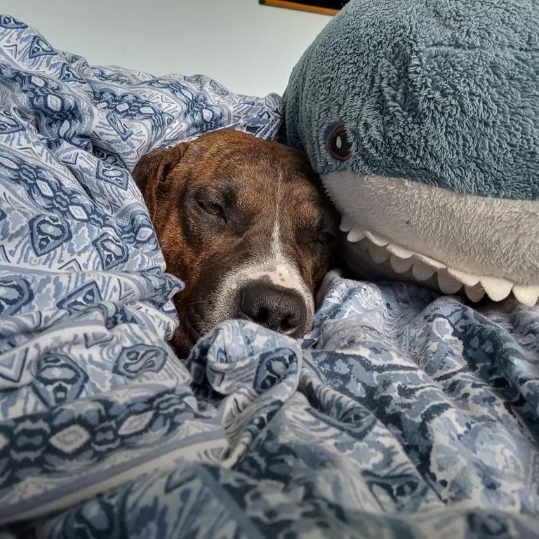 Dogs Trust 💛🐶 tweet media