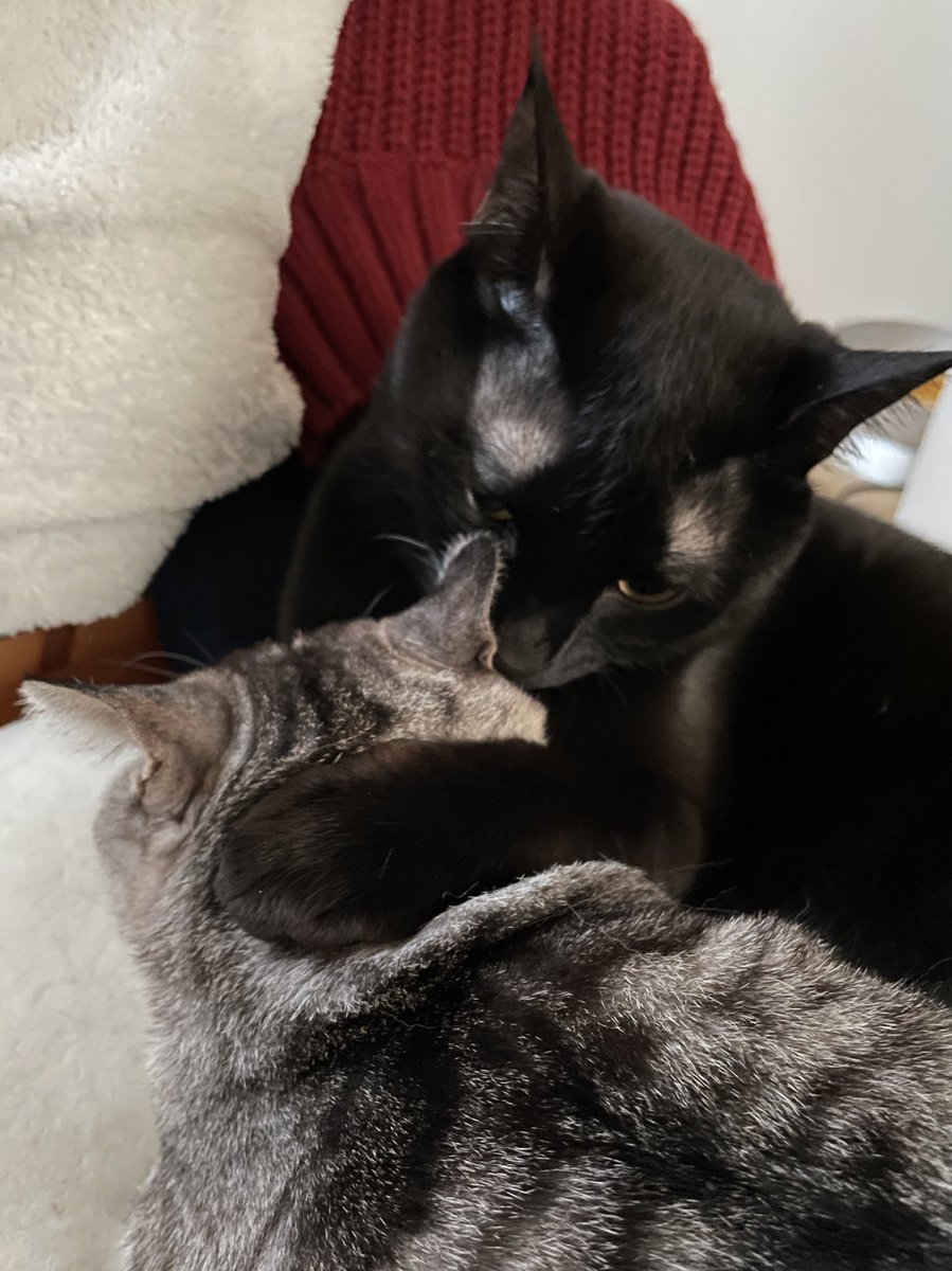 noritweet5's tweet photo. ガッチリホールドする耳掃除職人
#ねこ好き #猫のいる暮らし https://t.co/BZuveTvfyc