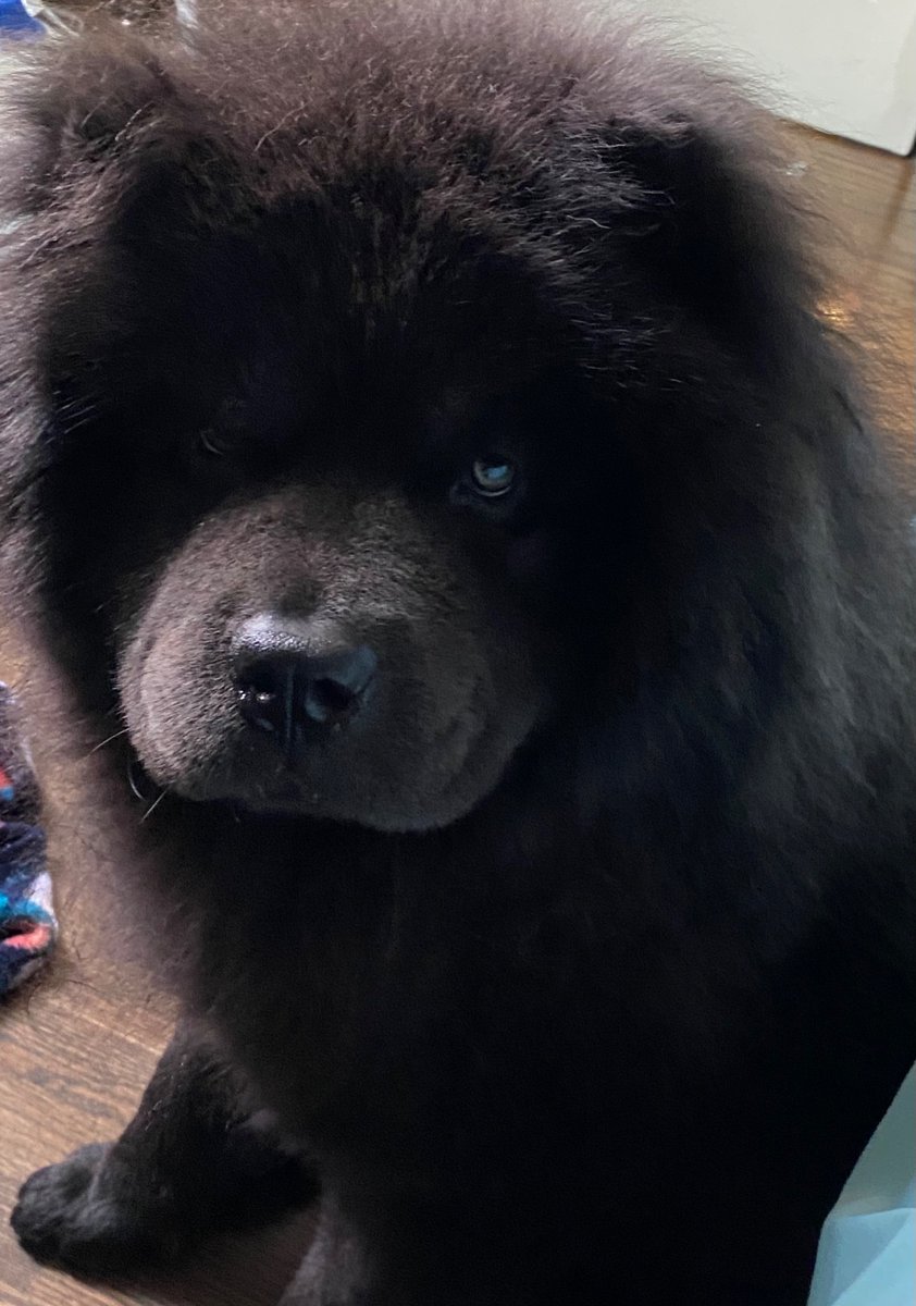 DutchessOfRap's tweet photo. #gooddaydc Happy Ruff Monday everyone 🐕‍🦺🐕❤️💙 https://t.co/PslIoFrQJJ