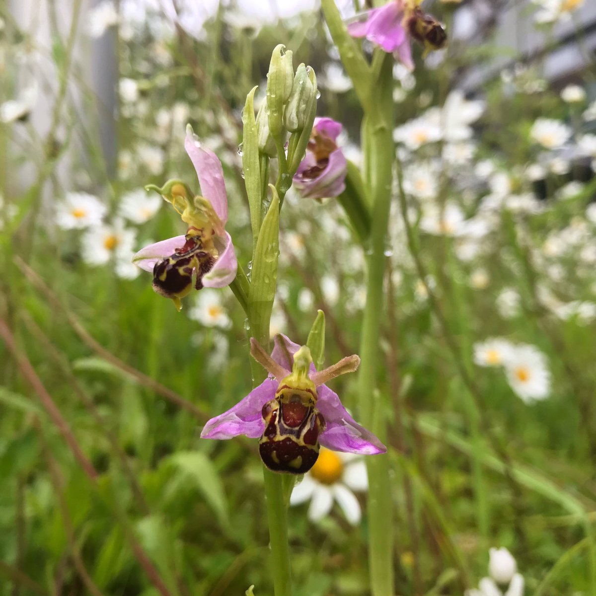 First bee orchid of this year