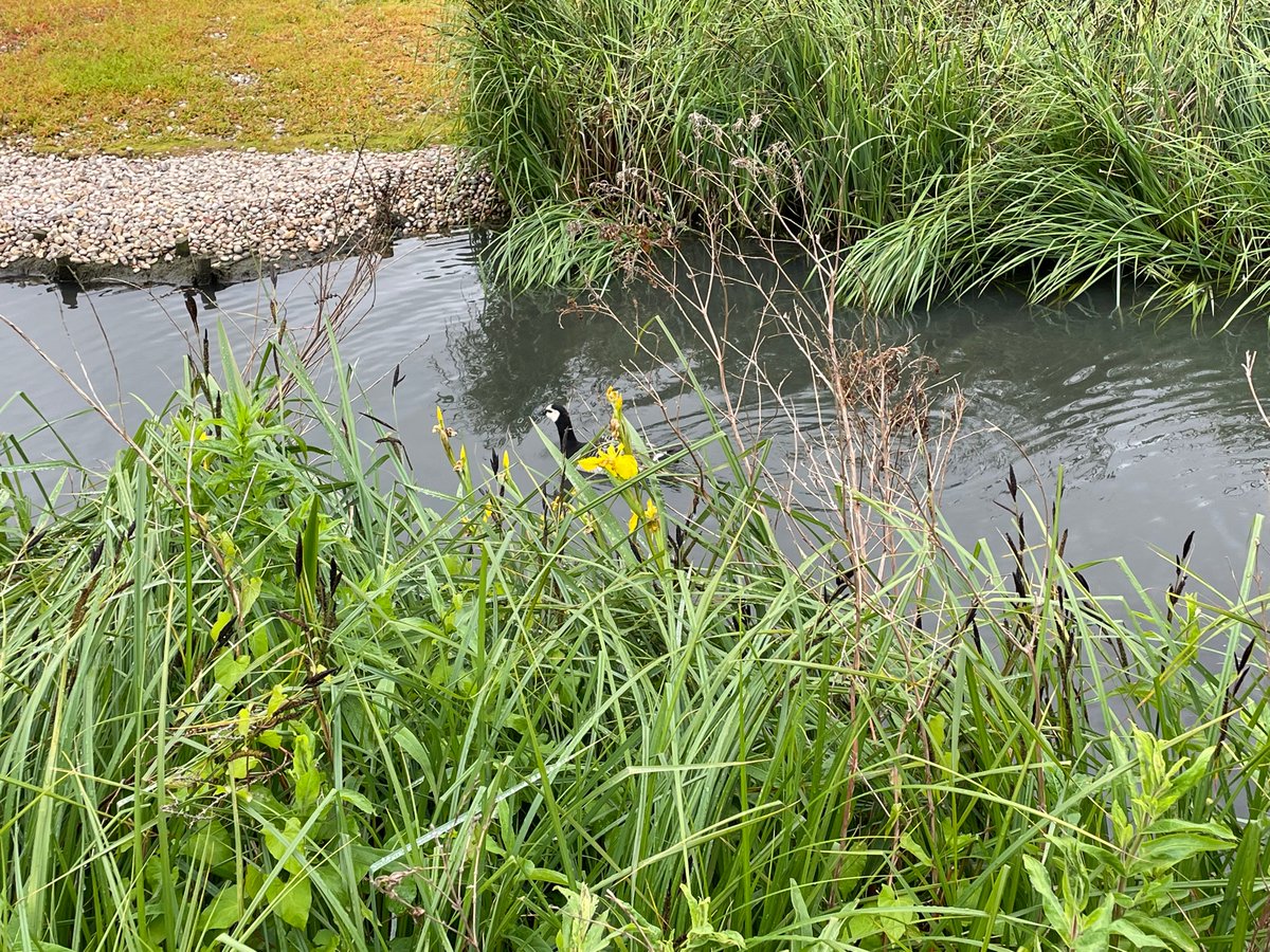 SciencesSCHS's tweet photo. U4 trip to the @WWTLondon #birdtime #ecology #biology #geography #STEMeducation https://t.co/CRa9jEVAjt