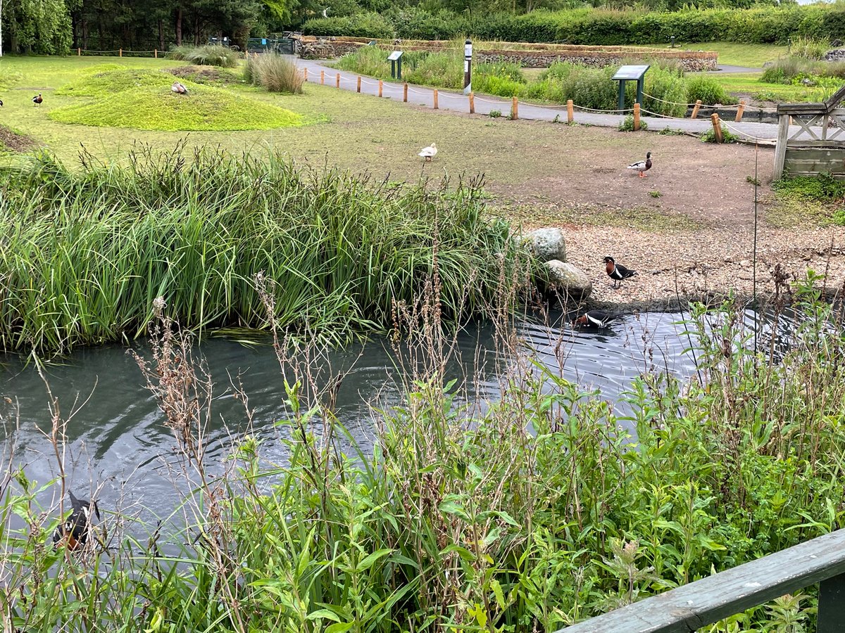 SciencesSCHS's tweet photo. U4 trip to the @WWTLondon #birdtime #ecology #biology #geography #STEMeducation https://t.co/CRa9jEVAjt