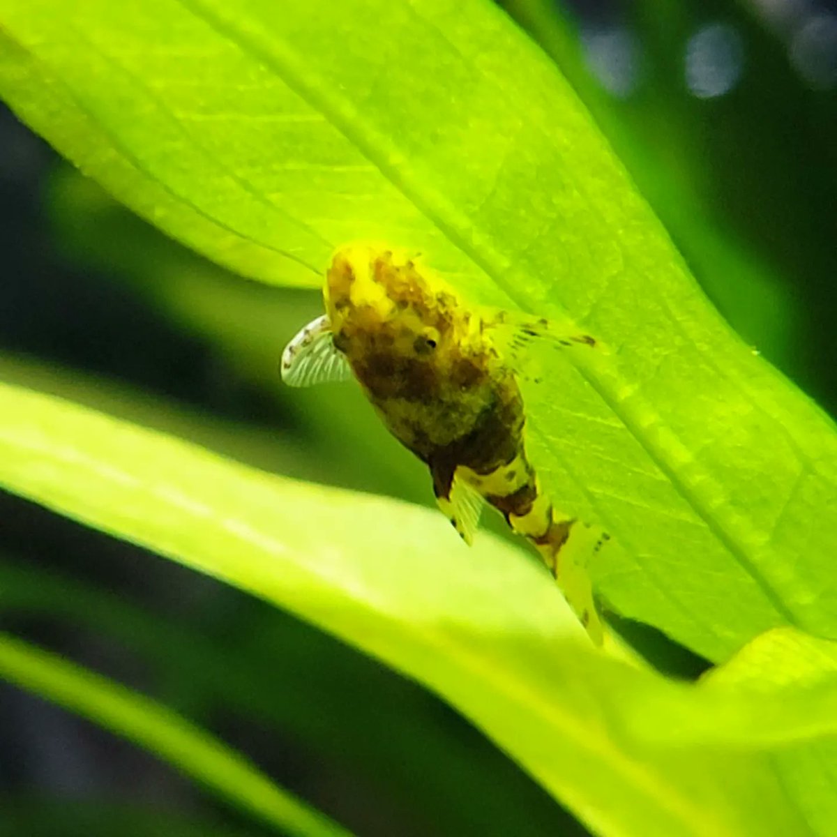 WhiteCocama's tweet photo. Parotocinclus sp from Peru

いやぁ、楽しみになってきましたね😆💕✨

病気や肥満ではないので、あしからず😌😌😌

#アクアリウム
#オトシンクルス
#ピグミータイガーオトシン https://t.co/3qXoiLXZJA