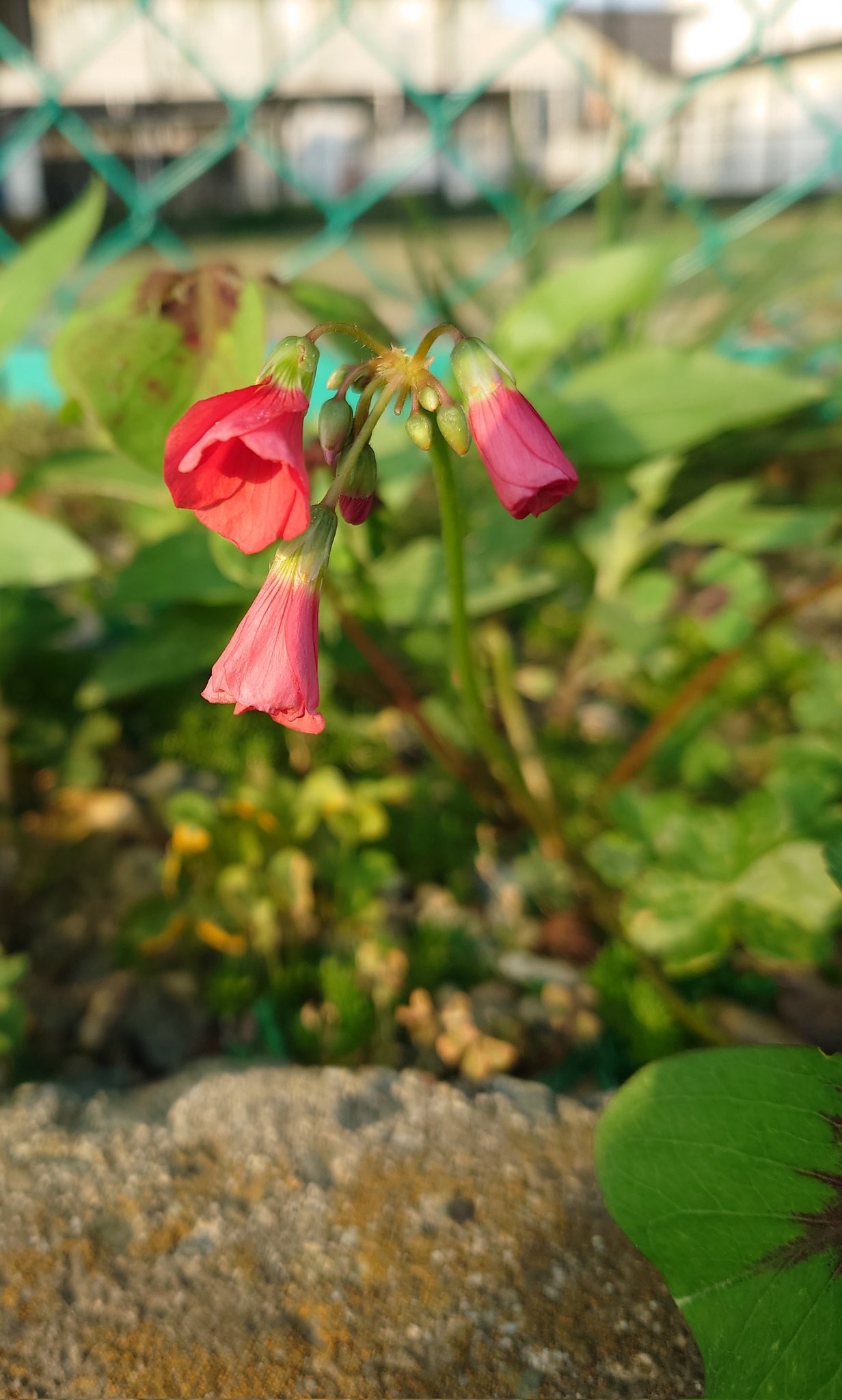 健じい 皆様こんばんは 午後も雲多めでした お天気は回復しそうです 明日は太陽 が燦々と 降り注いでくれるかなぁ 明日も宜しくお願い致します M M オキザリスアイアンクロス T Co Tyyysgjbuq Twitter