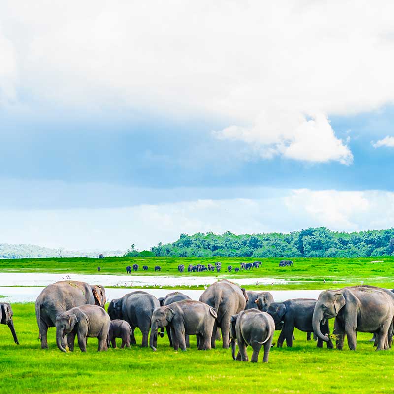 Here are some of the best national parks on the island where you could see these gentle giants up-close and personal.

Reach out to the full article: tinyurl.com/2z3ev2ce

#staywitharaliya #tourismsl #tourismSL #travel #enjoy #NatureBeauty #NaturePhotography #nature